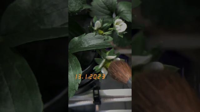 Клубника на аэропонике, хронология смотреть онлайн