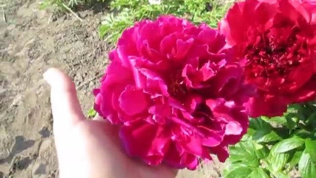 Генрі Бокстос. смотреть онлайн