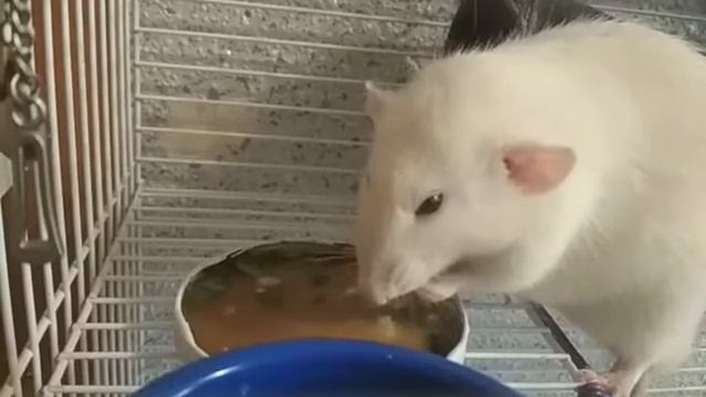 ЛАМПОВАЯ КРЫСКА ИЛИ ЛАБОРАТОРНАЯ КРЫСА ГОША IQ 160 смотреть онлайн