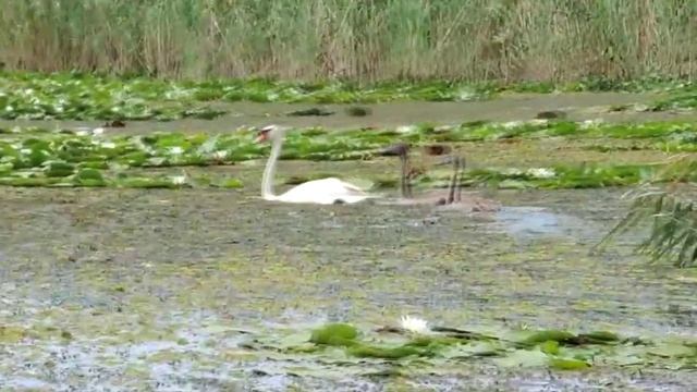 лилии и лебеди на Волге смотреть онлайн