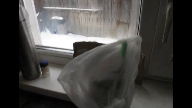 Зимняя (настольная) прививка хурмы почкой смотреть онлайн