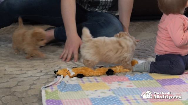 Maggie And Harvey's Litter 6 Weeks