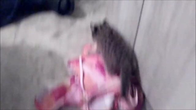 ДИКИЕ КОТЫ НАПАЛИ НА ЧЕЛОВЕКА /приручение это не просто смотреть онлайн
