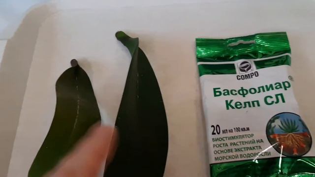 Вырастить орхидею из одного листа!!! Наметилось движение!! 💃💃💃 смотреть онлайн