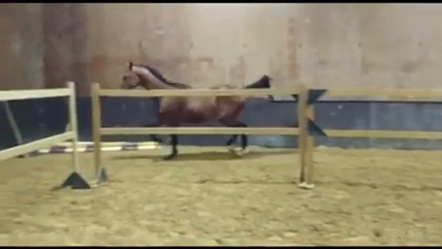 Quornet STN by Cornet Obolensky смотреть онлайн