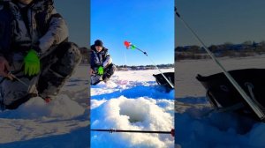 Рыбалка на берша и судака на поставушки. Красивые поклёвки? Ловлю со льдины. Рыбалка ниже ГЭС.???