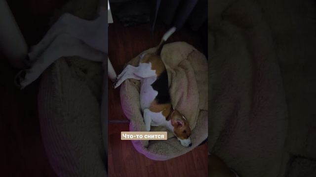 Что снится собакам? 😀 смотреть онлайн