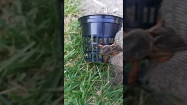 Корзинки от медведки. Горшки от медведки. Невозможность пролезть медведке смотреть онлайн