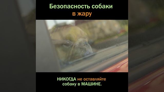 Что нельзя делать в жару? Краткая памятка смотреть онлайн