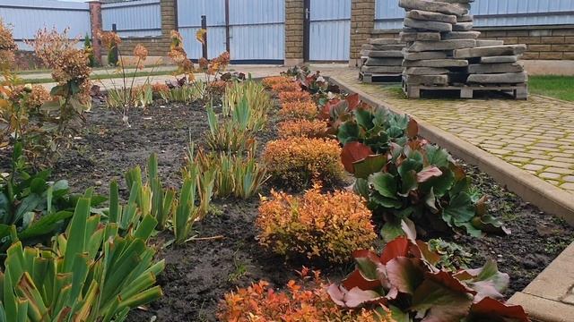 Спирея японская голден принцесс на регулярной клумбе / spirea golden princess смотреть онлайн