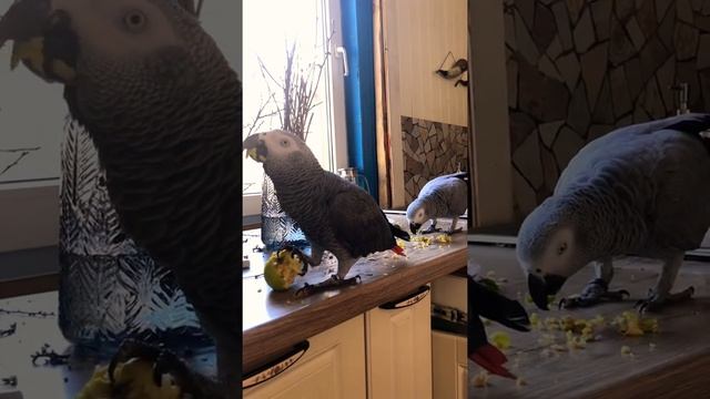 Как попугаи делятся?попугай жако смотреть онлайн