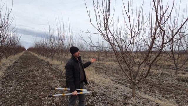 Обрезка абрикоса для получения максимального урожая. Жизнь В Саду!! смотреть онлайн
