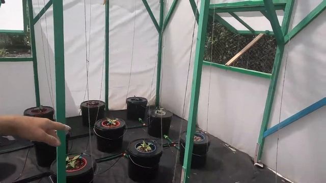 Аэропоника или AquaPot.Какая система лучше когда нет света?! смотреть онлайн