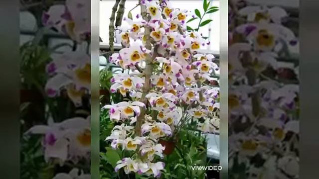 Жизнь прекрасна! смотреть онлайн