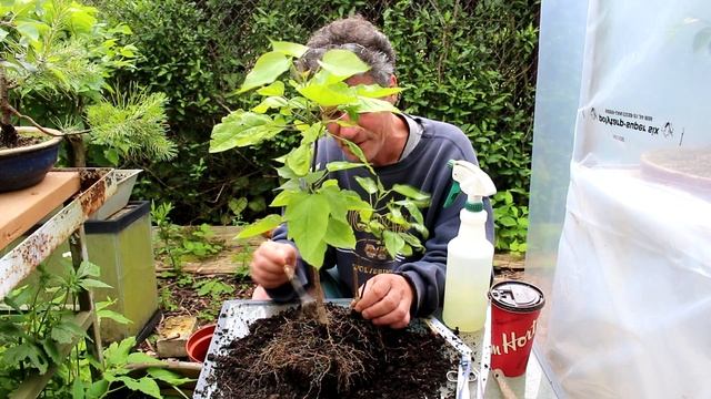 Catalpa Tree Bonsai, June 2015 смотреть онлайн