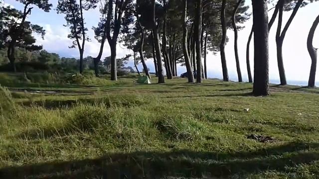 Кобулети красивый сосновый лес вдоль моря. Грузия. смотреть онлайн