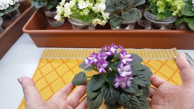 Цветущие фиалки.Мини.Часть1.на19.07.21.Текущий уход за фиалкой на фитильном поливе. смотреть онлайн