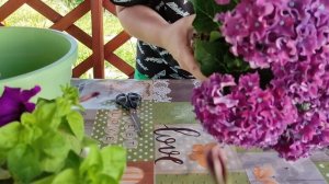 Что делать с гортензией после покупки ?