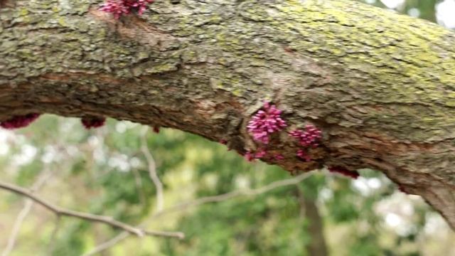 Церцис или багряник, иудино дерево. Cercis Or Scarlet, Judas Tree