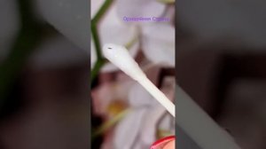 Зачем срезаю цветоносы у новой орхидеи? #фаленопсис #орхидея #shorts #orchid #peloric #бабочка