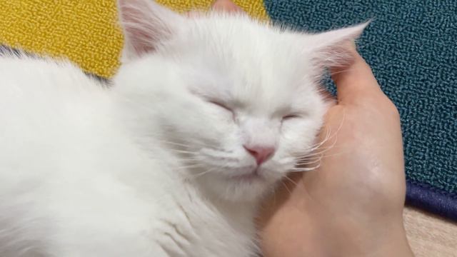 Мимишное видео Чизи из детства (When Cheeze was a baby) смотреть онлайн