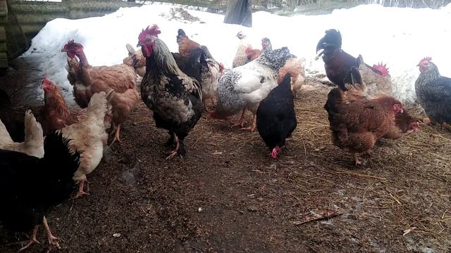 ВЫГОДНО ЛИ ДЕРЖАТЬ КУР НЕСУШЕК КАК БИЗНЕС? МОЙ ОПЫТ. смотреть онлайн