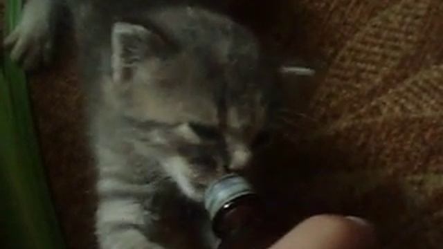 Как накормить котенка из пипетки.Help kitten.Cat, cats, animal смотреть онлайн