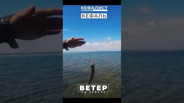 Рыбалка для начинающих на кефаль! Лучший ветер для рыбалки на море. Как подобрать ветер для рыбалки смотреть онлайн