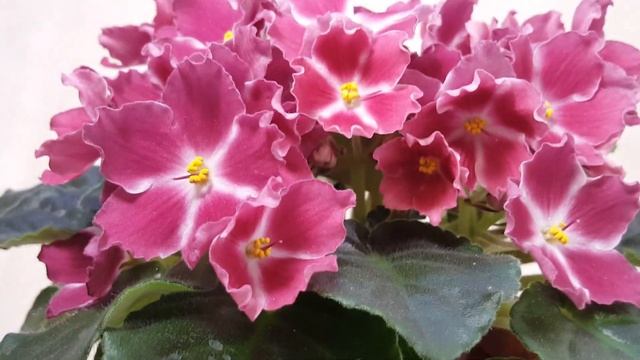 Фиалка РМ-Амалия смотреть онлайн