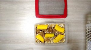 Жук Знахарь: содержание, кормление и разведение (инструкция)