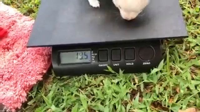 6 week old long coat chihuahua puppies смотреть онлайн