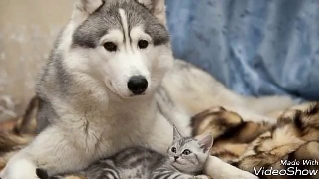 Title.Хаски фотографии разных пород. смотреть онлайн