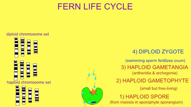FERN LIFE CYCLE смотреть онлайн
