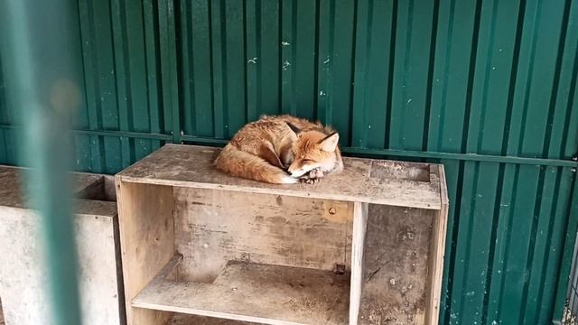 Сон-час????☺❤ смотреть онлайн