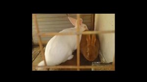 100%-ная беременность крольчихи и повторная случка!!!