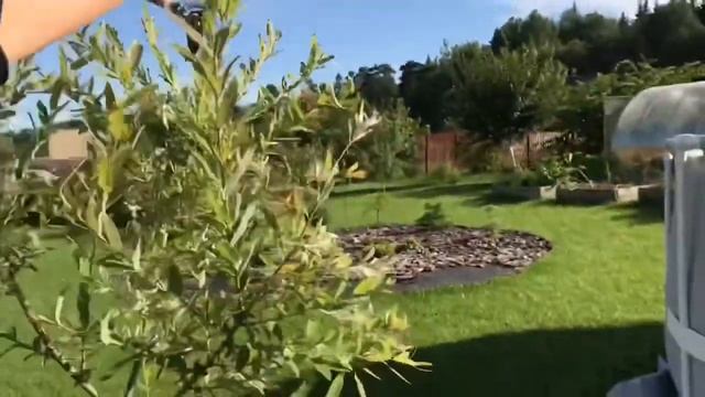 Как росла и менялась Ива Хакуро Нишики в течении сезона! Salix integra Hakuro Nishiki ?.mp4 смотреть онлайн