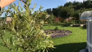 Как росла и менялась Ива Хакуро Нишики в течении сезона! Salix integra Hakuro Nishiki ?.mp4