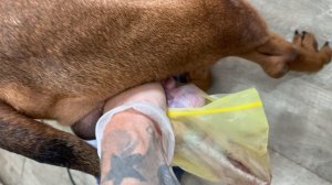 ‼️HOW TO COLLET DOG SEMEN (please use semen collection bags) if collecting for breeding.