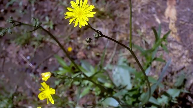 Aimer - Découvrez qui se cache derière cette voix acapela смотреть онлайн