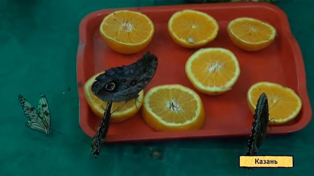 U News. Где живут бабочки? смотреть онлайн