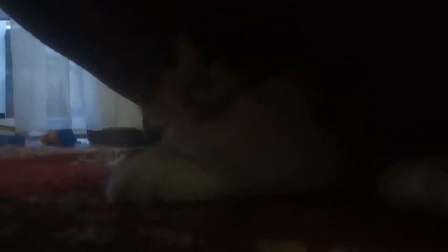 Прикольная озвучка моих кошек веселая семейка смотреть онлайн