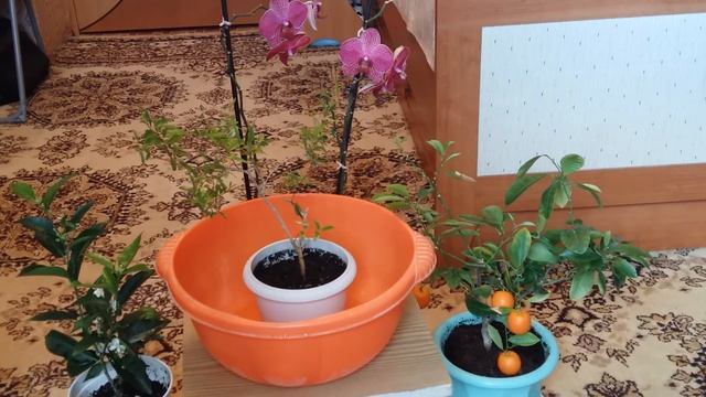 Уход за комнатными растениями весной. смотреть онлайн