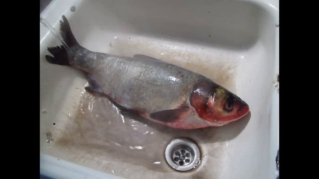 Как за 5 мин почистить рыбу, не забрызгав кухню