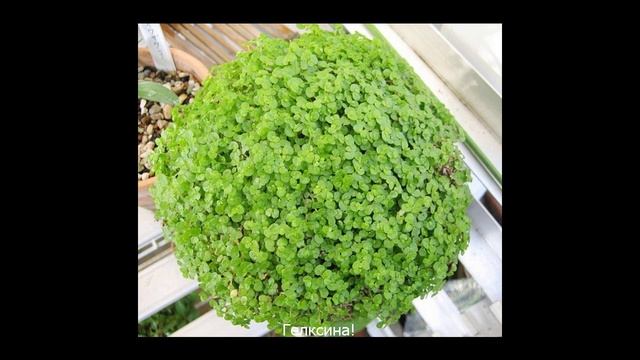 12 домашних растений, которые могут выжить даже в самом темном углу смотреть онлайн