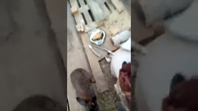 Наша крольчиха родила крольчат смотреть онлайн