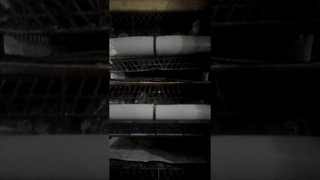 Как я содержу перепелов на кухне смотреть онлайн