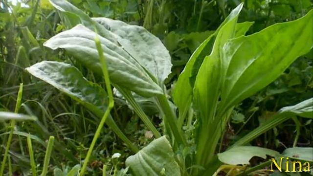 Подорожник, Народная медицина, Лечебные свойства