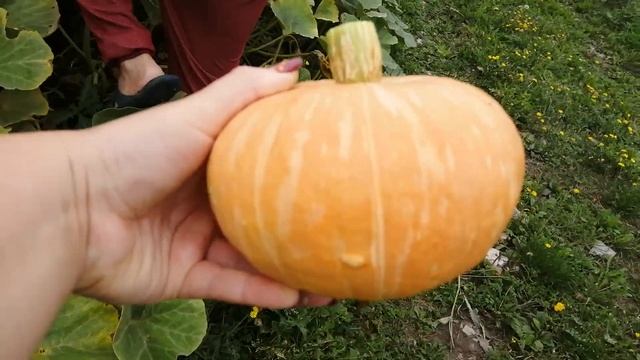 Тыквы растут на заборе??. смотреть онлайн