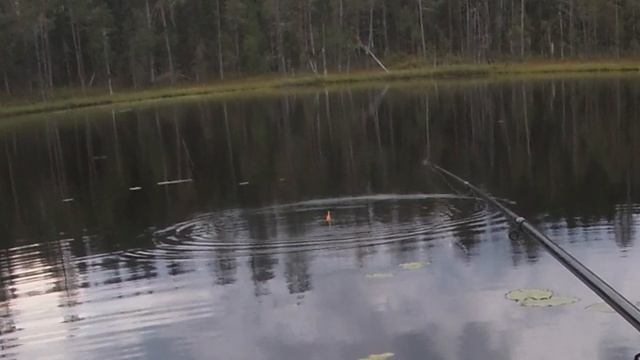 Прогулка по Карелии в начале августа. Часть вторая рыбалка в Карелии. смотреть онлайн