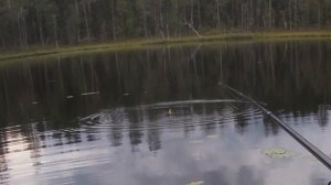 Прогулка по Карелии в начале августа. Часть вторая рыбалка в Карелии.